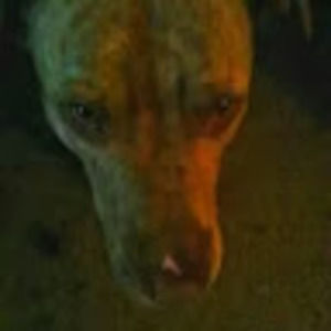 Meet your Posher, Anne